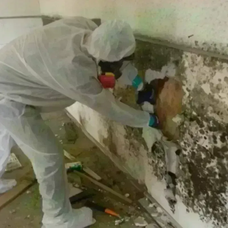 Mold Remediation and Removal in Elwood, IN